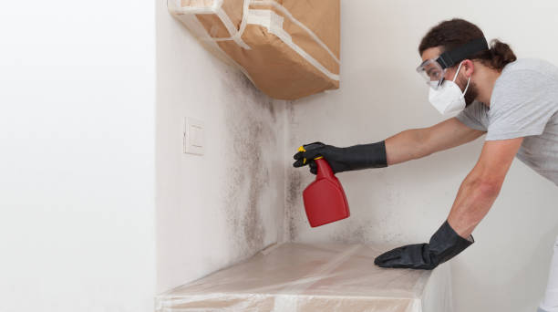 Professional Mold Cleanup technician working in Highland, IL