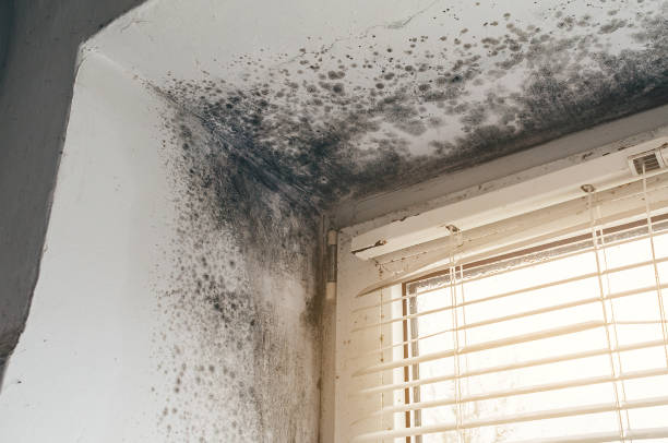 Affordable Mold Cleanup solutions in Highland, IL
